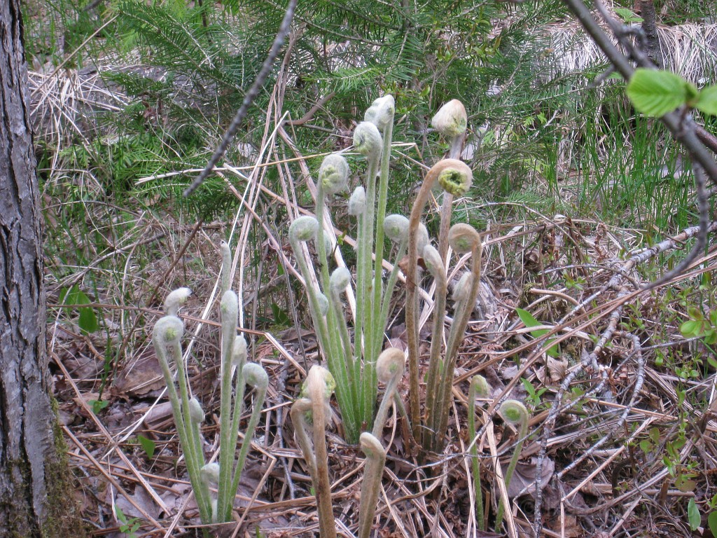 Mackinaw Island Area May 2008 1066.jpg - May 24 2008 a trip to Mackinac City for a 5 M race and a visit to Mackinac Island. A day to the UP, Paradise, Whitefish Point and Tahquamen Falls. This was followed by trips to Petoskey and Charlevoix.